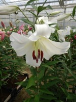 [4174 Agostini VH No02.JPG]